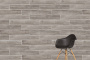 20х120 Aspenwood Венге Матовый R10A Ректификат